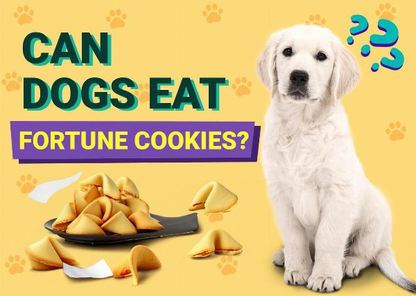 Can Dogs Have Fortune Cookies?