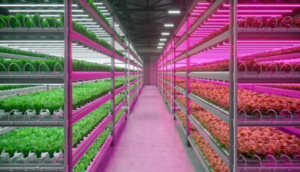 Livestock Grow Lights Market: IoT and Smart Farm Technologies Accelerate Growth