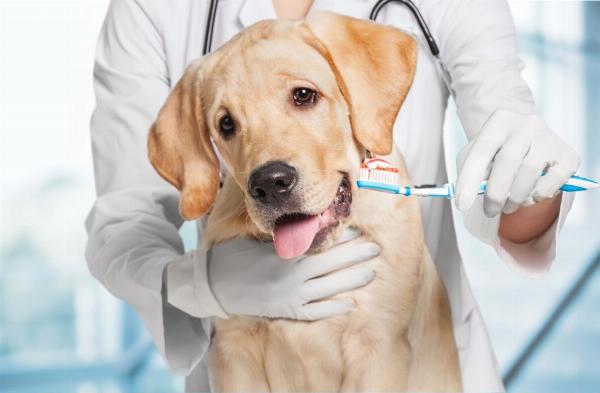 Pet Oral Care Products Market 2024, Trends, Demand and Forecast by 2032