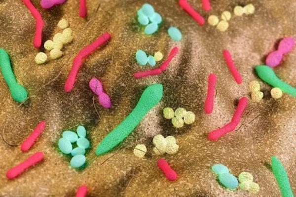 How Your Gut Health Affects Your Whole Body