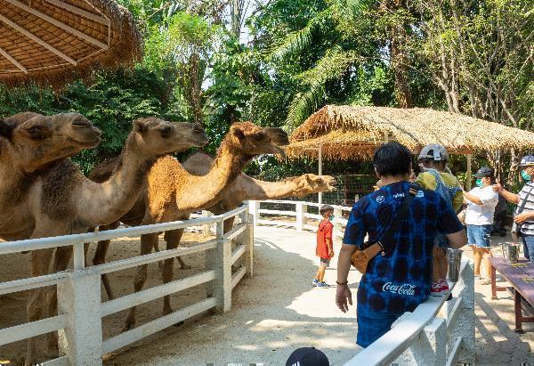 Famous Zoos to Visit in Bangkok: An Exciting Adventure with Safari World Tickets