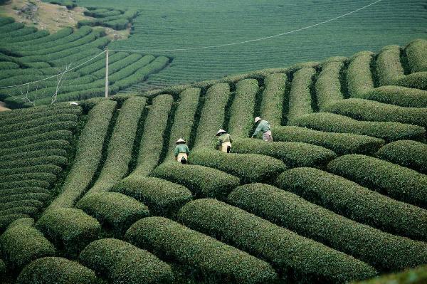 Discuss How Field Management Systems Can Help in Early Detection and Management of Crop Diseases