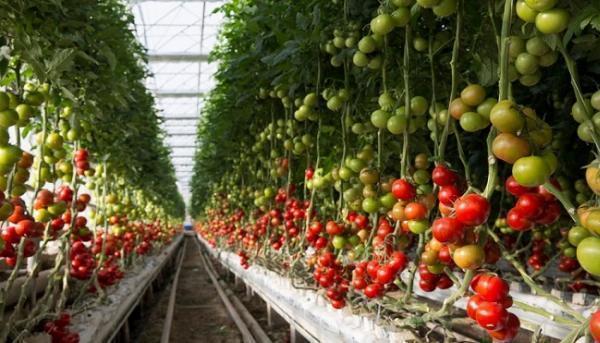 UAE Vertical Farming Market: Growing Investment & Modern Techniques Fuel Growth