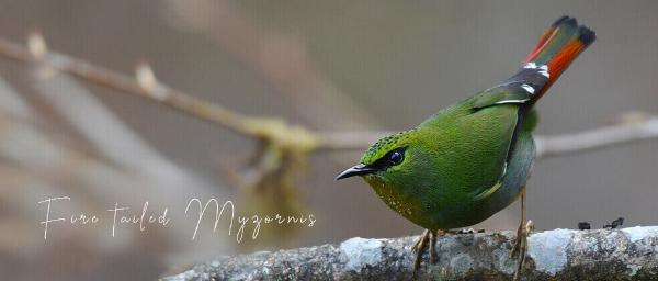  Unveiling the Hidden Kingdom: A Wildlife Adventure in Bhutan with Langur Eco Travels