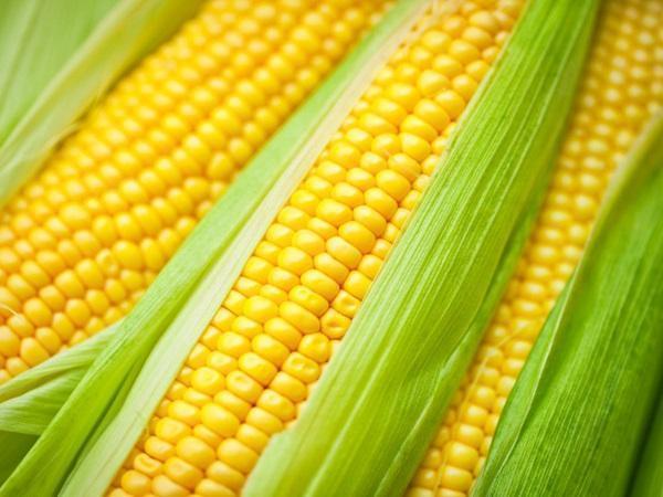 Corn Processing Plant Project Report 2024: Manufacturing Process, Setup Details and Cost Analysis