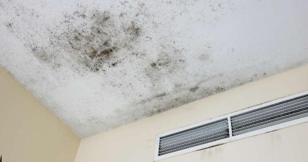 Can mold safe service in Denmark prevent future mold growth?