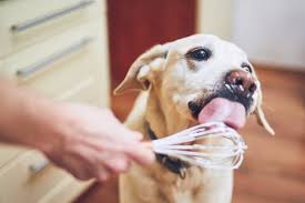 Can Dogs Eat Mayonnaise?