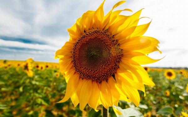 How late can you plant sunflowers – The right time for a plantation