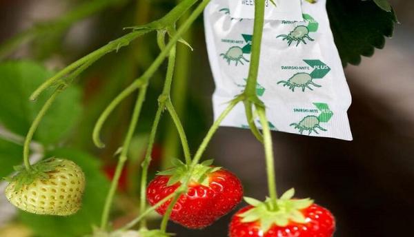 Egypt Pesticides Market Rises with Surge in National Food Product Demand