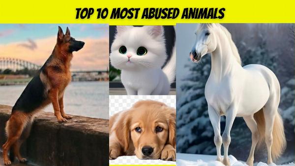 Top 10 Most Abused Animals