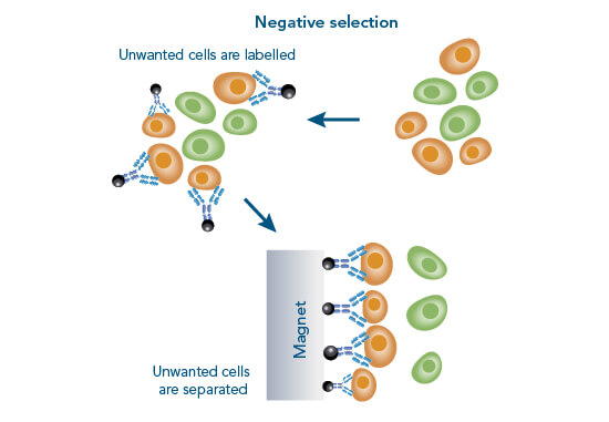 Cell Isolation Market Size, Share, Trends, Report and Forecast 2024-2032