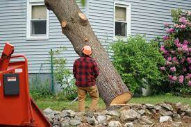 The Ultimate Guide to Tree Removal: Essential Tips, Techniques, and Cost Factors