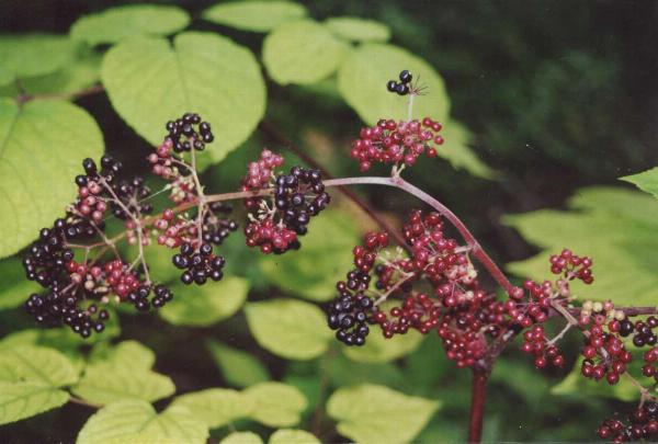 What is the spiritual meaning of Spikenard- Unveilling its mystical properties