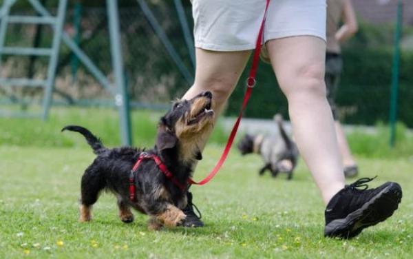The Incredible guidance of Dog Training Vero Beach