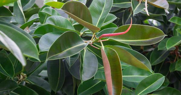 **How to save rubber Plants leaves drooping?**