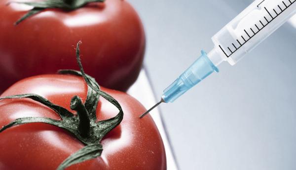 Genetically Modified Crops Market Trends: Nutritional Food Needs and Biotech Crop Uptake