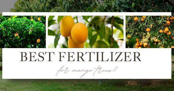 Looking for what is the best fertilizer for mango trees?