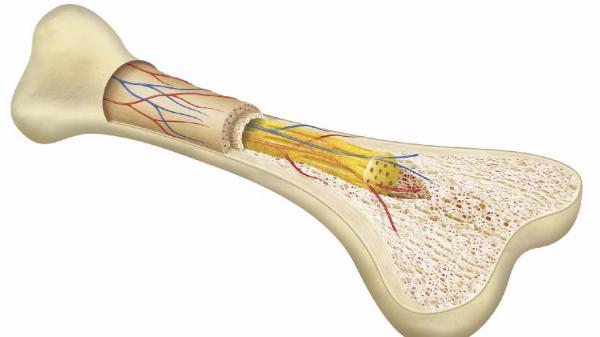 Active Biological Bone Market Size, In-depth Analysis Report and Global Forecast to 2032