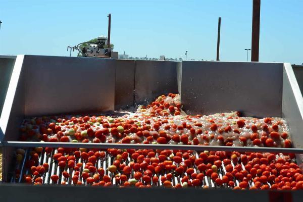 Tomato Processing Plant Project Report | Setup Cost, Machinery and Unit Operations