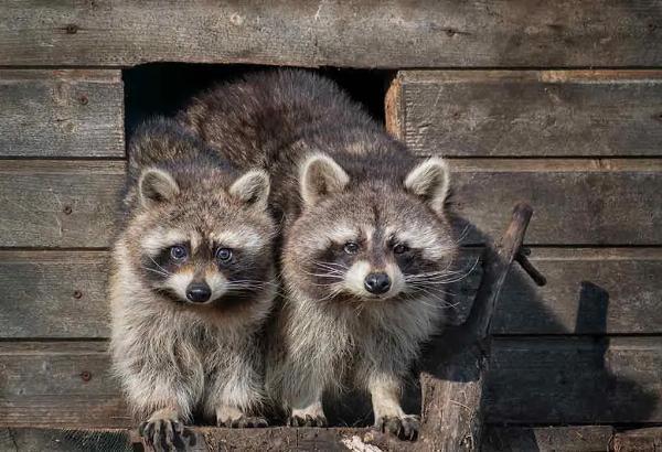 Signs You Need Raccoon Removal in Houston: What to Look For