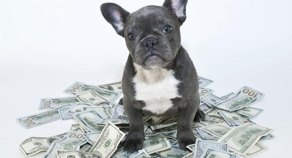 Tips for Saving Money on Your Dog’s First Year