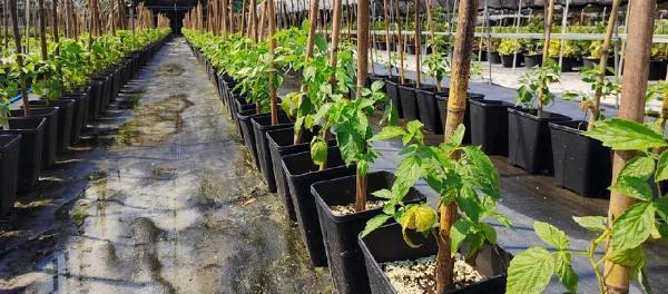 Maximizing Light Exposure and Ventilation in Blueberry Container Growing: The Optimal Layout