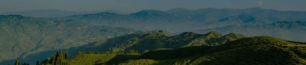 Explore North East India's Hidden Gems: Top Travel Packages for Adventurers