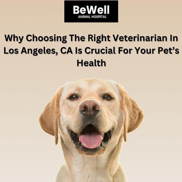 Why Choosing the Right Veterinarian in Los Angeles, CA Is Crucial for Your Pet’s Health