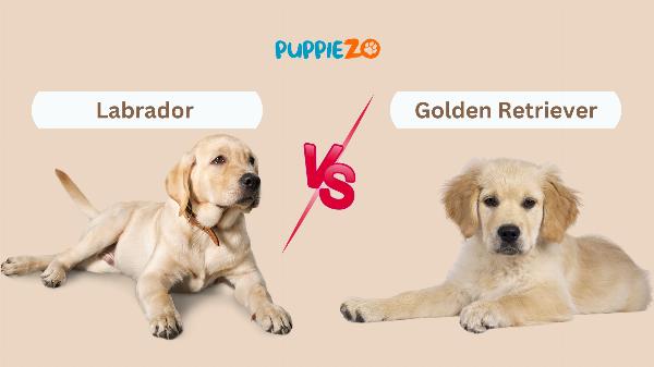 Which is the better breed: Labrador or Golden Retriever?