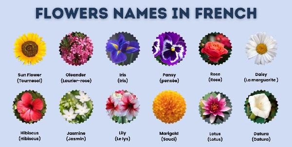 Discover the Beauty: Common and Exotic Flower Names in French