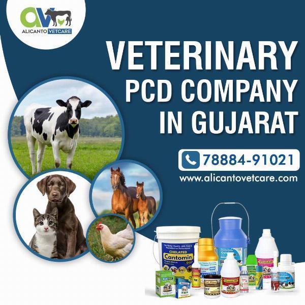 Veterinary PCD Company in Gujarat