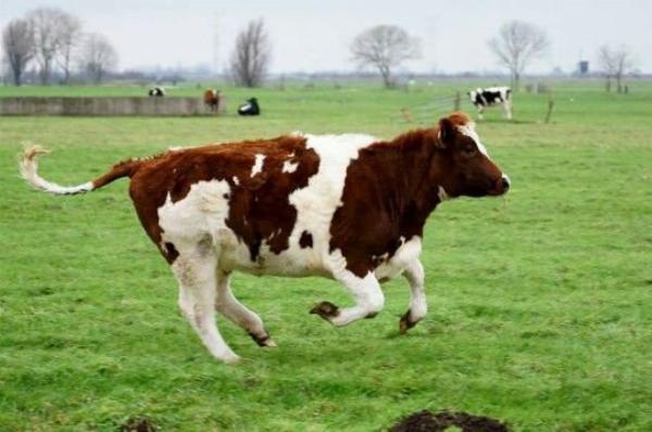 How Fast Can a Cow Really Run? Discover Surprising Facts and Insights