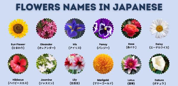 Flower Names in Japanese: Exploring the Beauty of Language and Nature