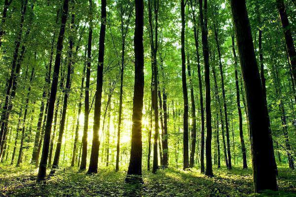 The Importance of Tree Pruning: Enhancing Growth and Ensuring Safety