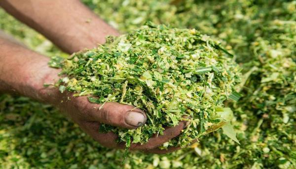 Forage Analysis Market Dynamics: Feed Quality and Advanced Equipment Influence