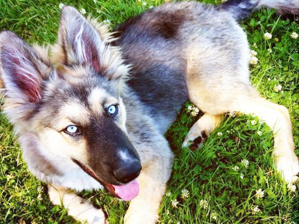 Australian Shepherd Husky Mix: The Ultimate Guide to This Energetic and Intelligent Hybrid