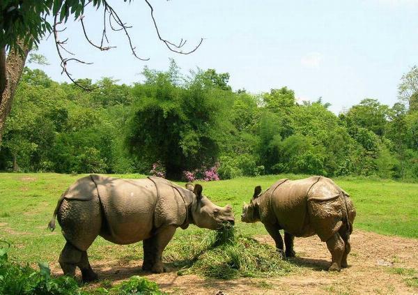 Exploring Guwahati Zoo: Ticket Price, Timings and Attractions