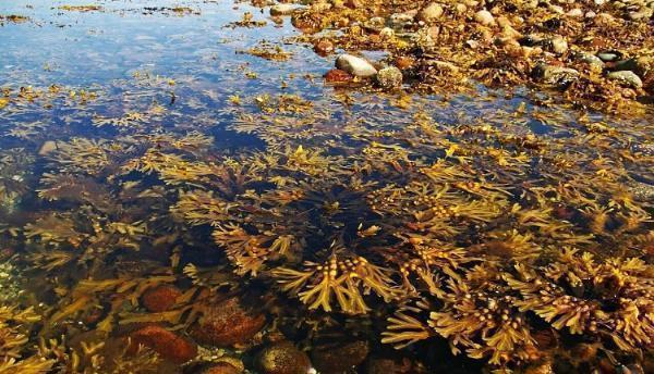 Seaweed Fertilizers Market Expected Growth from Sustainable Practices and Tech Advances
