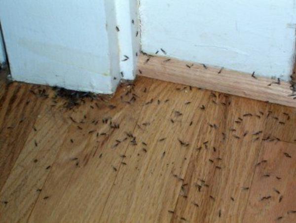 Understanding the Importance of Termite Treatment
