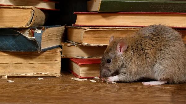 Pests to Watch For During Hurricane Season