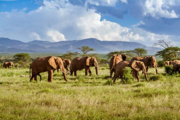 6 best National Parks in Kenya That are a must visit