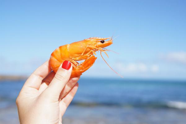 Shrimp Market Size, Insights, Growth and Forecast 2024-2032 | Reports and Insights