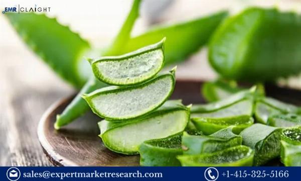 Aloe Vera Powder Manufacturing Plant Project Report 2024: Industry trends and Plant Setup