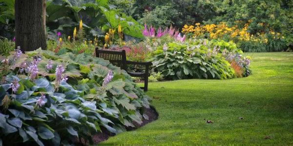 Perennials for Shade that Bloom in Summer: Shade Stars