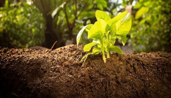 Plant Activators Market: Demand for Sustainable Farming Drives Growth