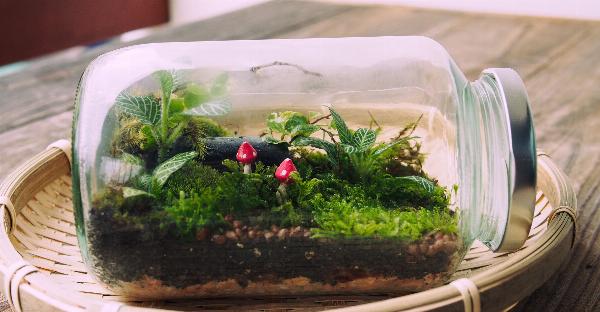 Why Terrarium Team Building Workshops Are Perfect for Corporate Events in Singapore