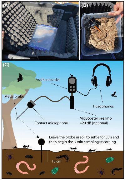 Study Reveals Underground Acoustics Amplify Soil Health