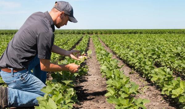 Top Tips for Applying to the Agri-Food Pilot Program
