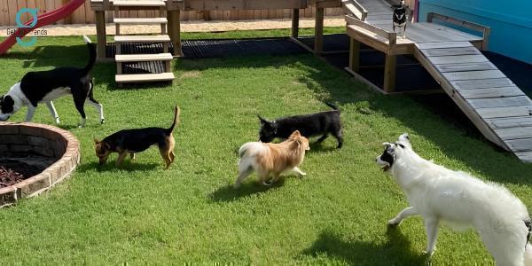 Exploring Farm-Style Dog Boarding: A Closer Look at Services and Amenities