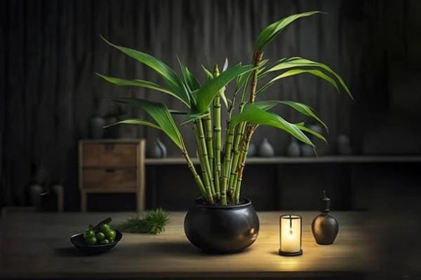 All About Lucky Bamboo Plant Benefits